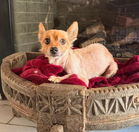 Enlarge Marley, a Adopted mixed breed in Santa Rosa, CA image 3/5