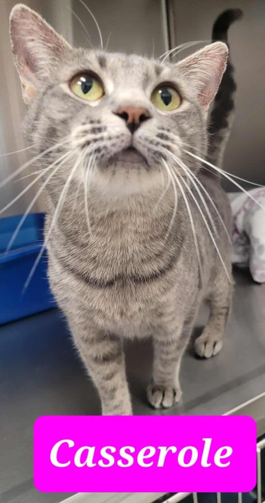 Enlarge Casserole, a Adoptable mixed breed in Republic, MO image 1/2