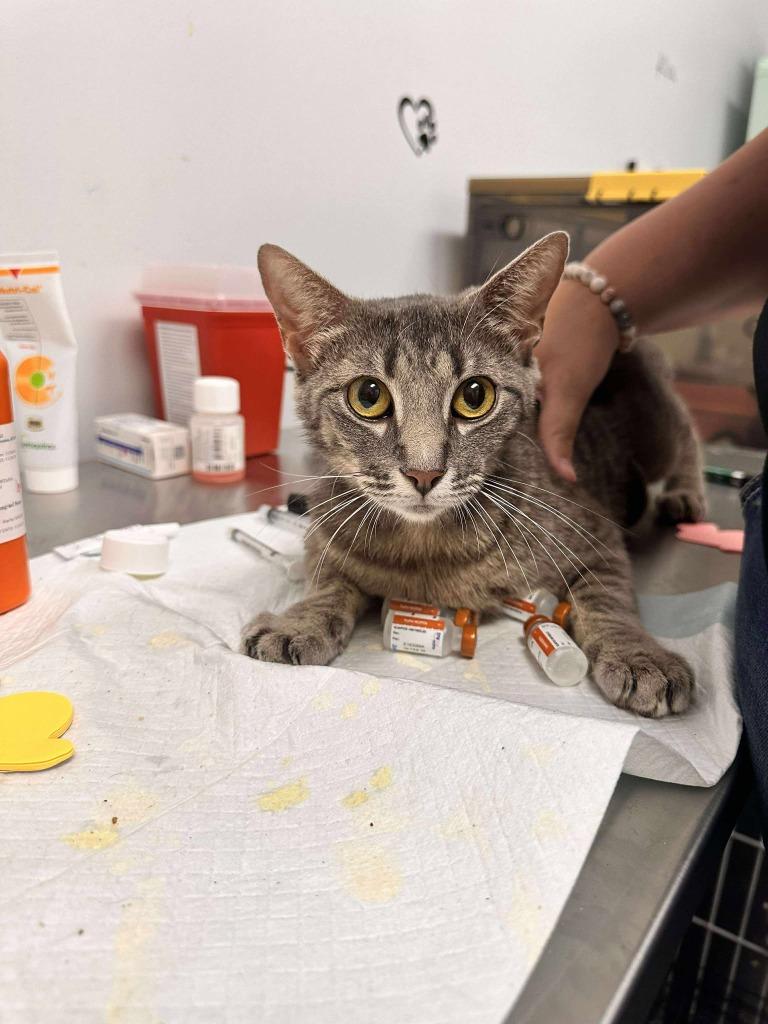 Enlarge Casserole, a Adoptable mixed breed in Republic, MO image 2/2