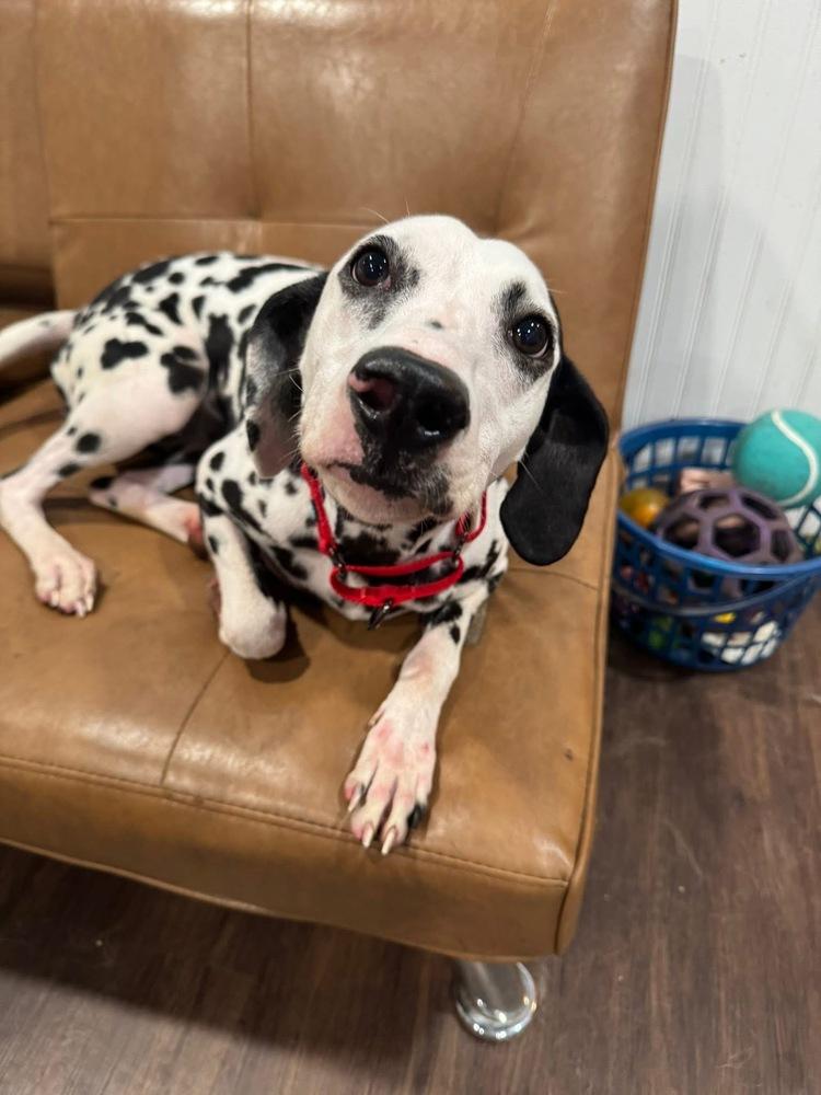 Pippa - In Training, Adoptable, Adult Female Dalmatian.