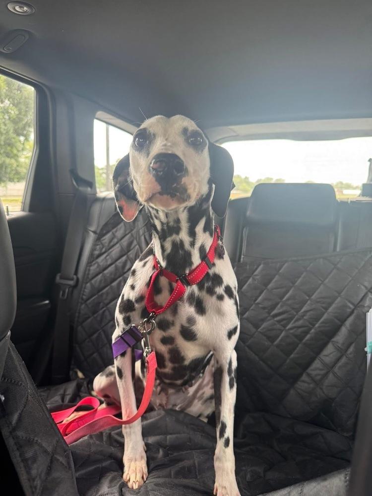 Enlarge Pippa, a Adoptable Dalmatian in Elkhart , IN image 2/6