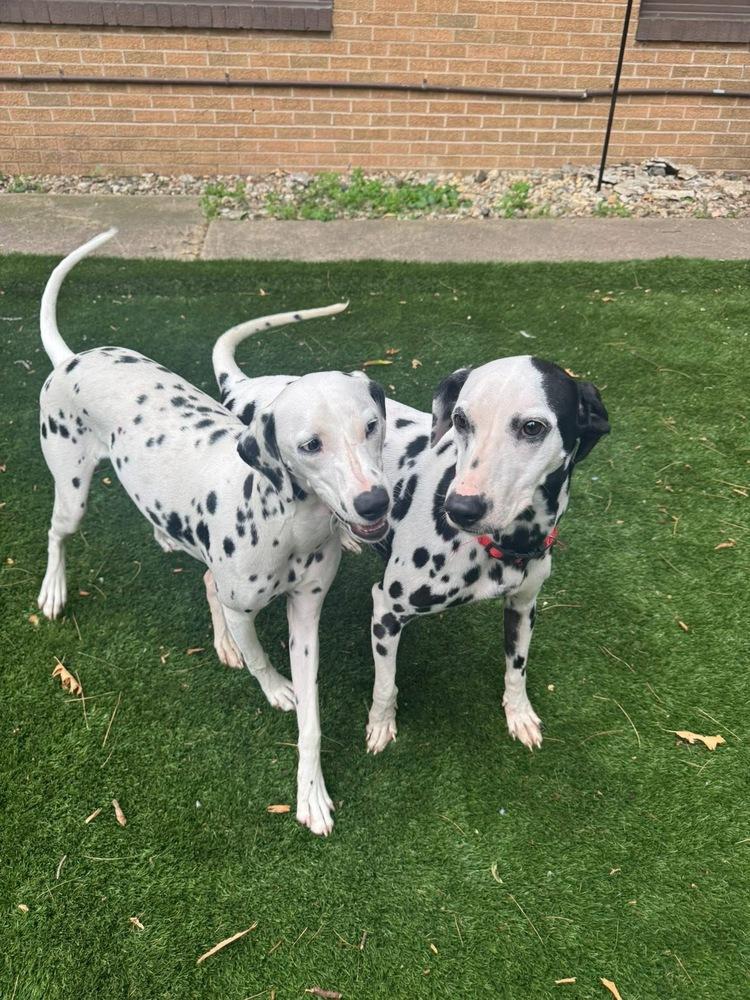 Enlarge Pippa - In Training, a Adoptable Dalmatian image 3/3