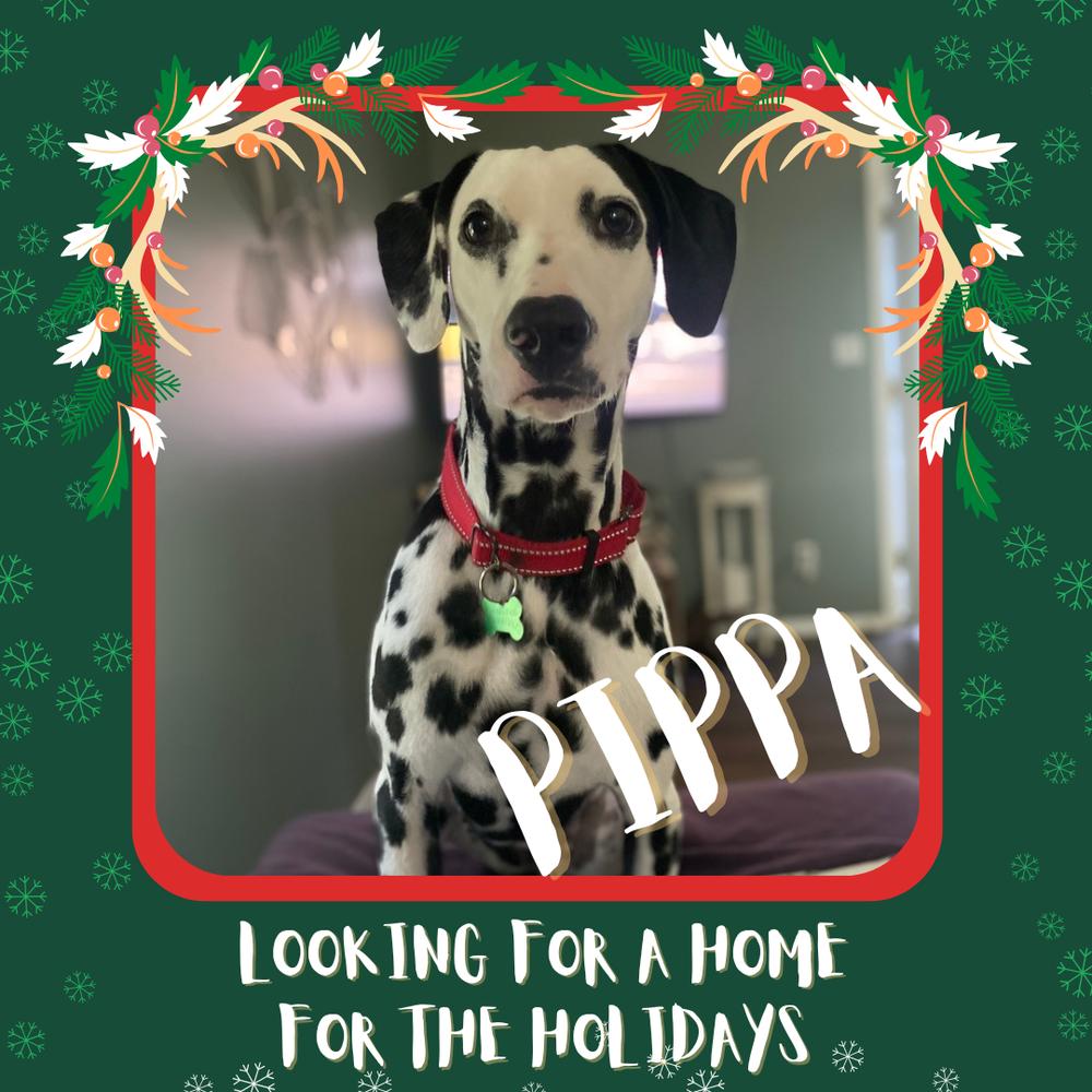 Enlarge Pippa, a Adoptable Dalmatian in Elkhart , IN image 3/6