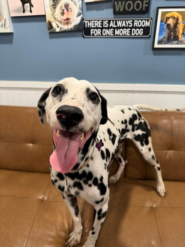 Enlarge Pippa, a Adoptable Dalmatian in Elkhart , IN image 5/6