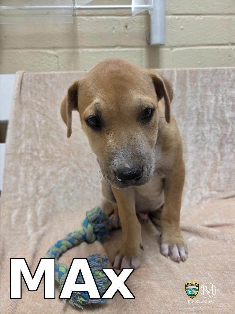 Enlarge MAX, a Adoptable Pit Bull Terrier in Rocky Mount, NC image 1/1