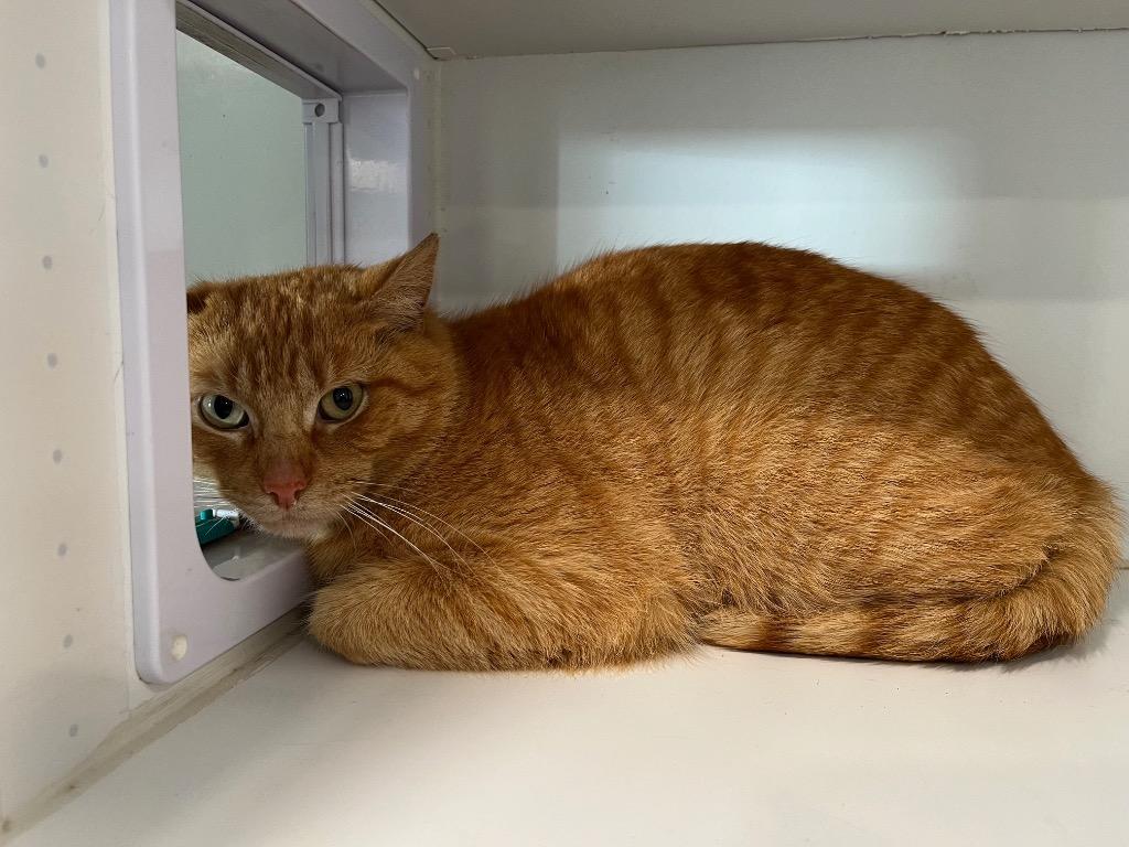 Dan, Adoptable, Young Male Domestic Short Hair.