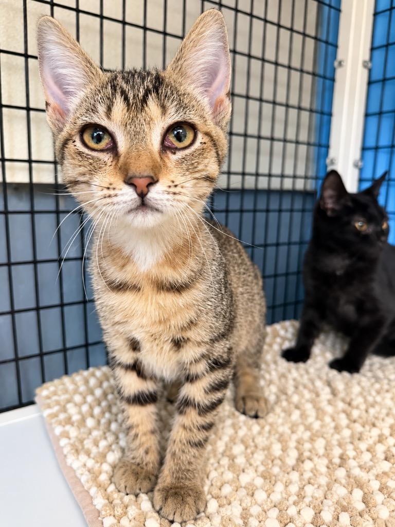 Ocular Verde, Adoptable, Kitten Female Domestic Short Hair.