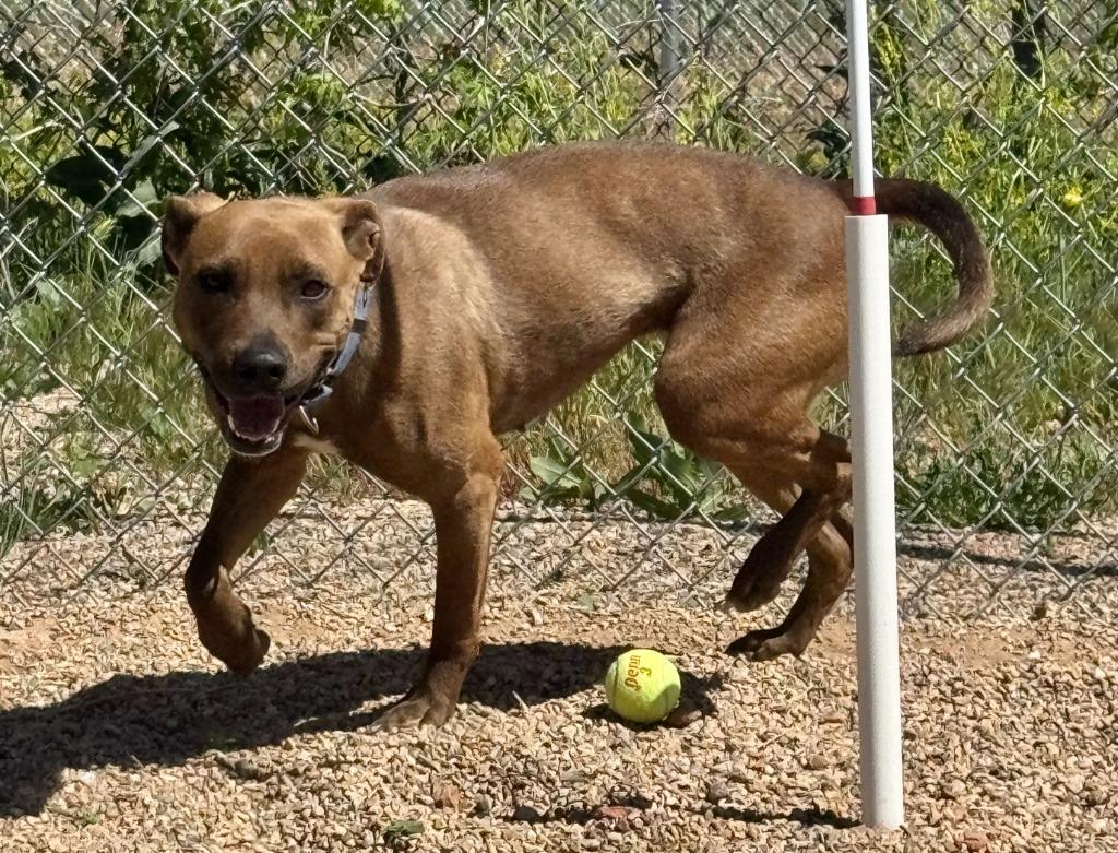 Luna, Adoptable, Young Female Labrador Retriever & Mixed Breed.