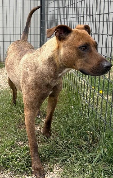 Luna, a Adoptable mixed breed in Gillette, WY image 2/4