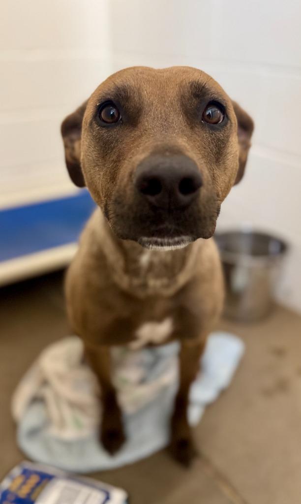 Luna, a Adoptable mixed breed in Gillette, WY image 3/4