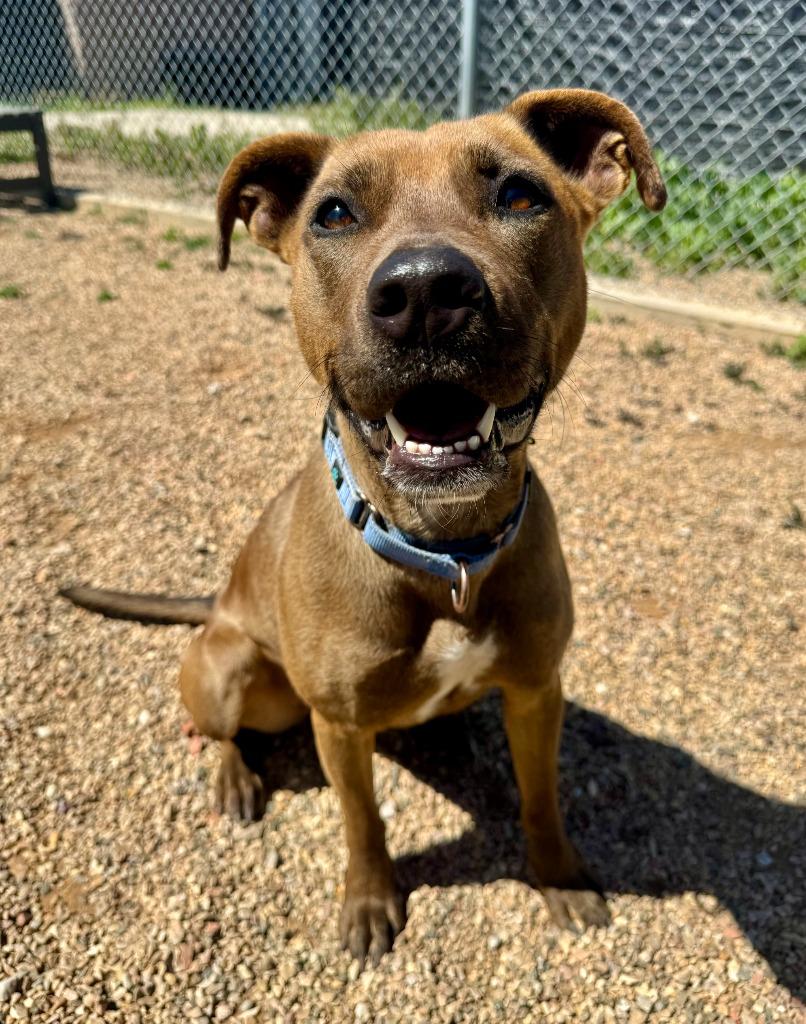 Luna, a Adoptable mixed breed in Gillette, WY image 4/4