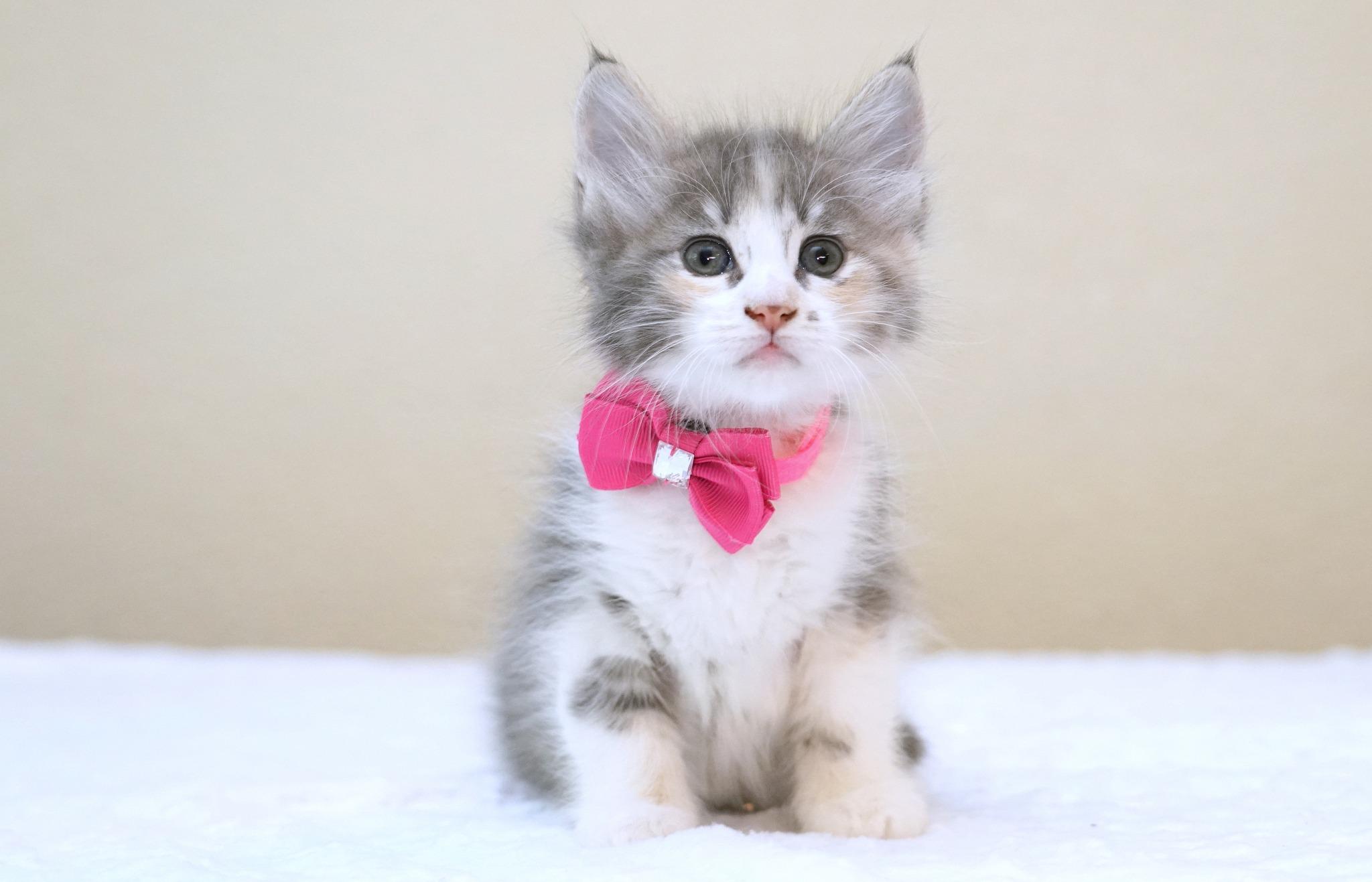 Enlarge KITTENS AVAILABLE MID-LATE MAY, a ADOPTABLE mixed breed in Rocklin, CA image 1/5