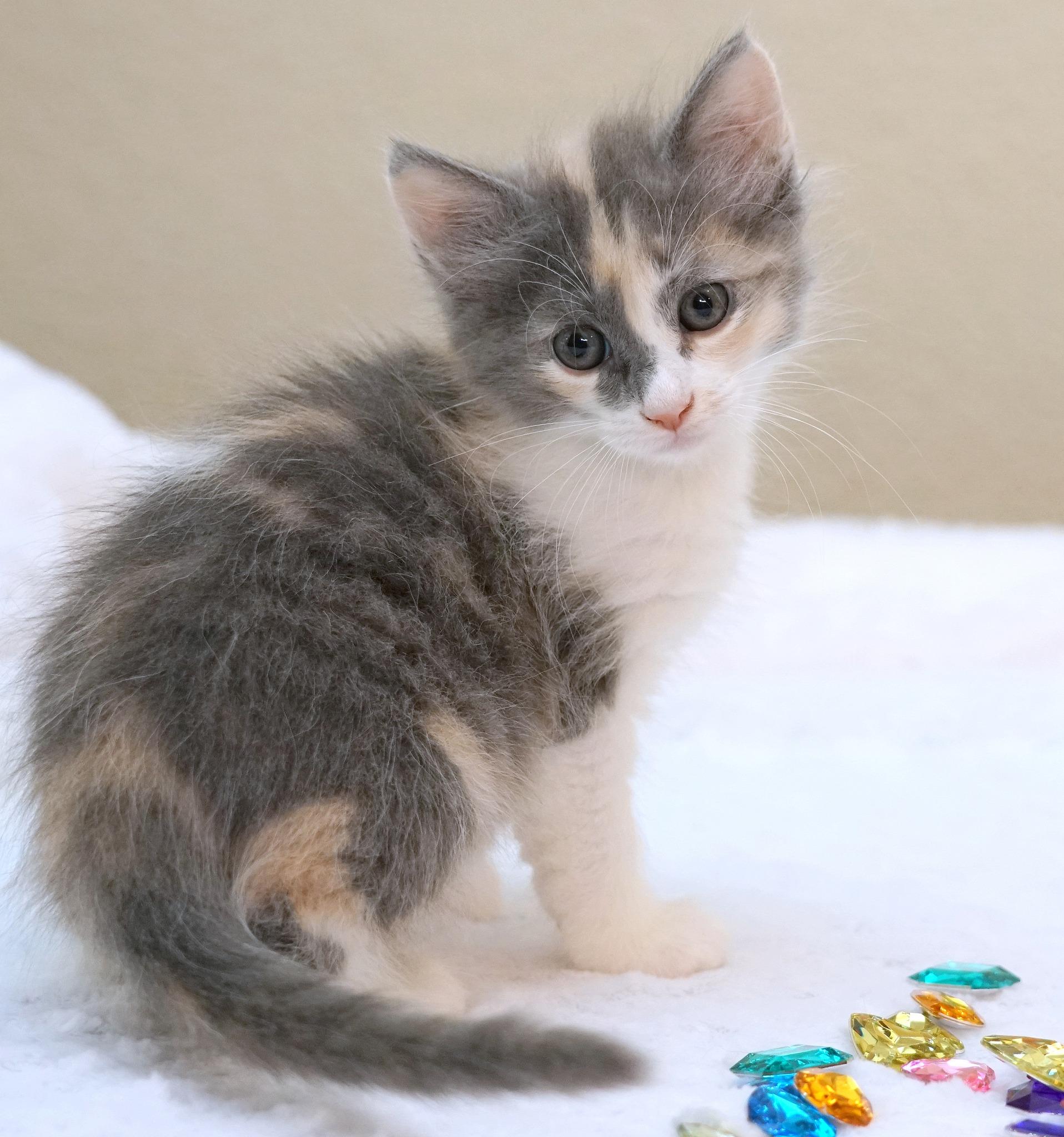 Enlarge KITTENS AVAILABLE MID-LATE MAY, a ADOPTABLE mixed breed in Rocklin, CA image 4/5