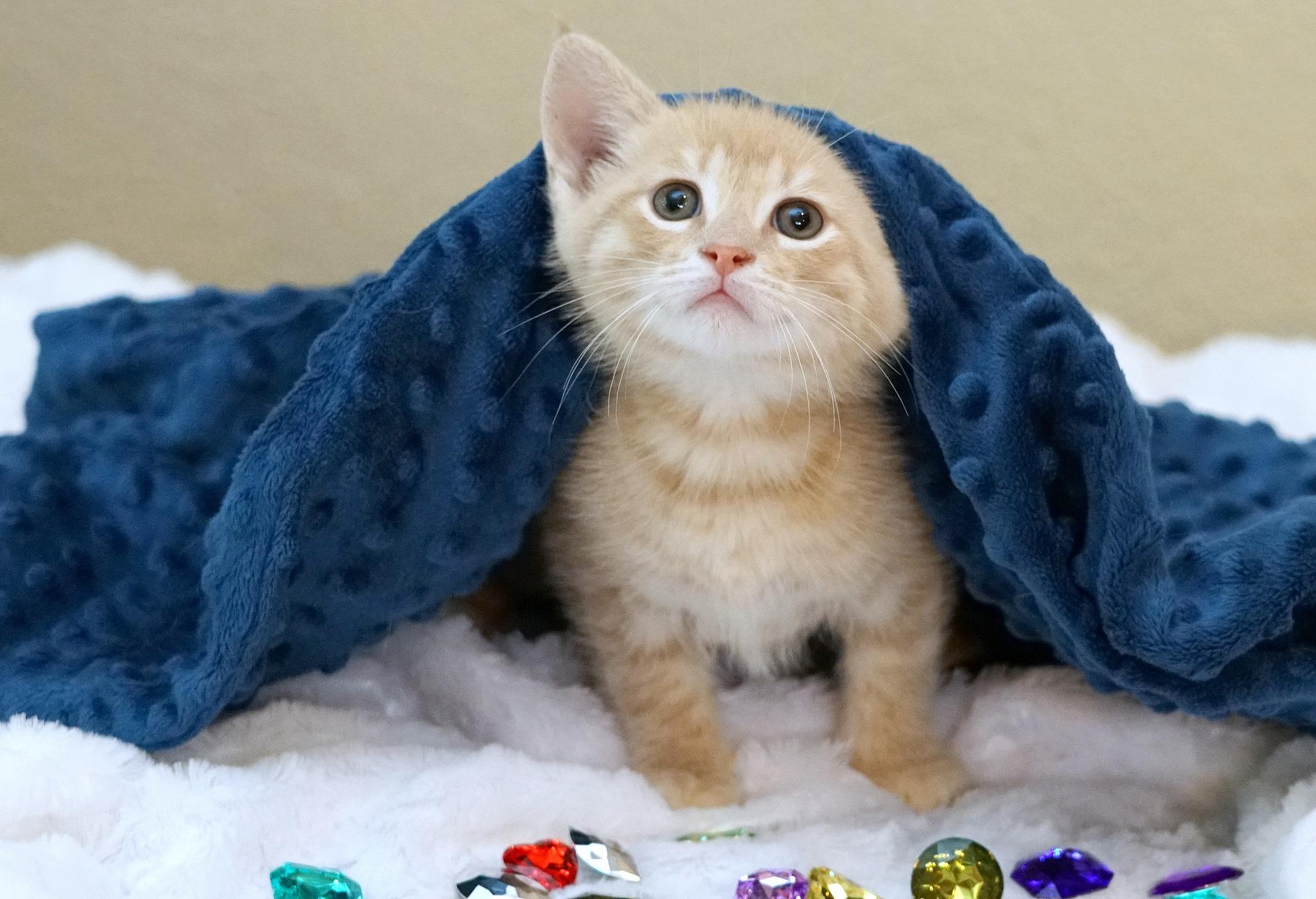 Enlarge KITTENS AVAILABLE MID-LATE MAY, a ADOPTABLE mixed breed in Rocklin, CA image 3/5