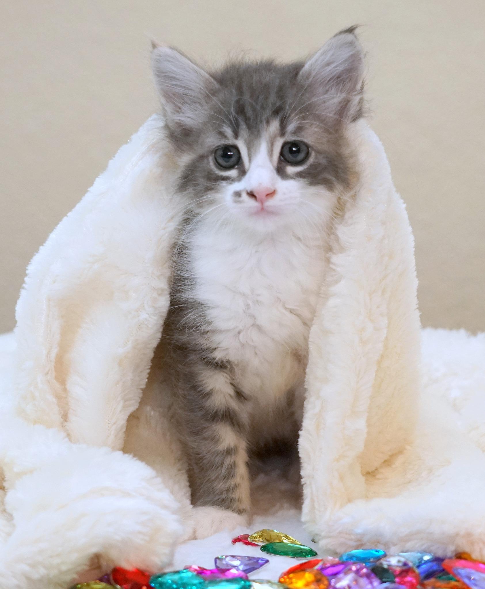 Enlarge KITTENS AVAILABLE MID-LATE MAY, a ADOPTABLE mixed breed in Rocklin, CA image 5/5