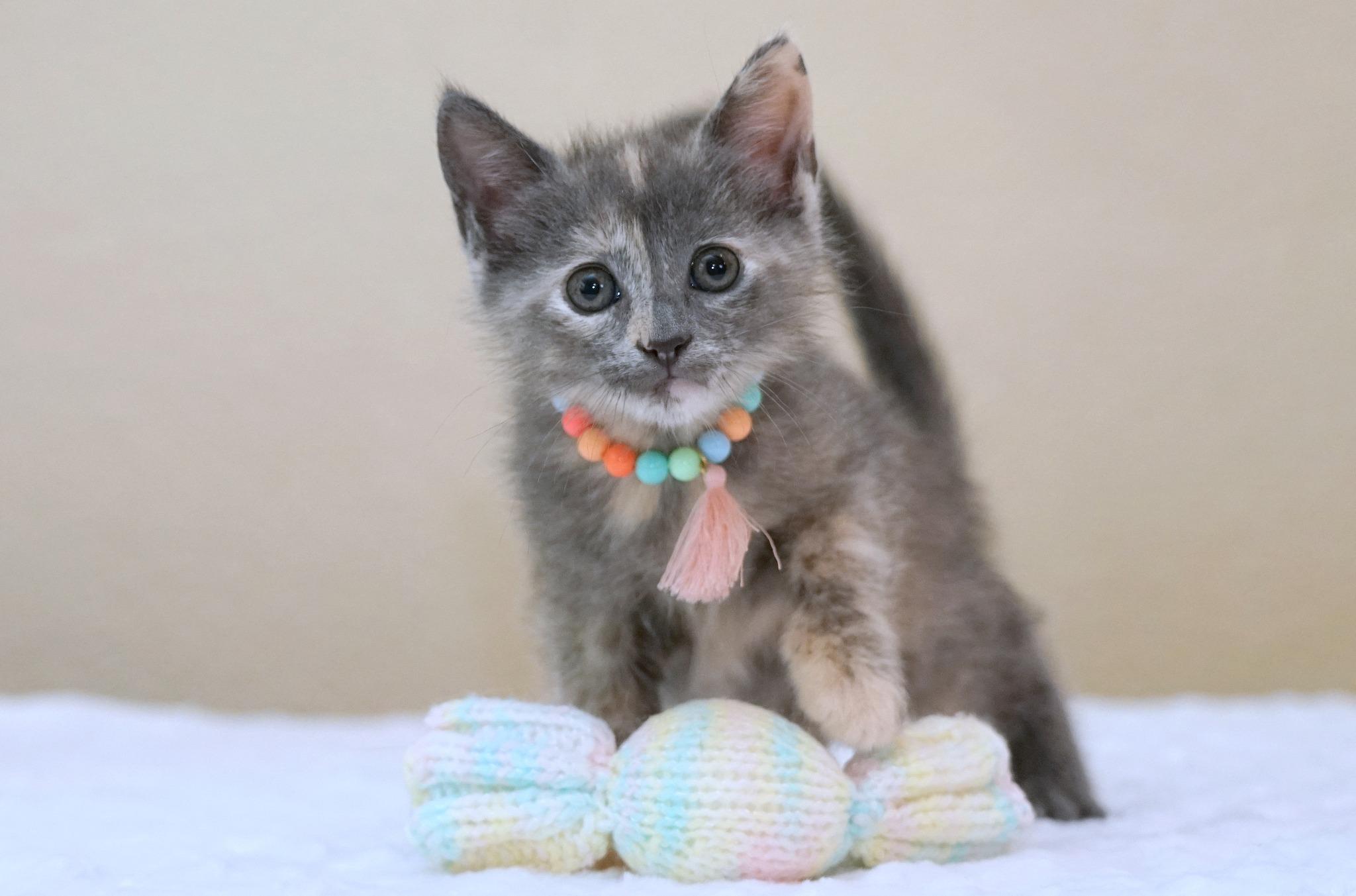 Enlarge KITTENS AVAILABLE MID-LATE MAY, a ADOPTABLE mixed breed in Rocklin, CA image 2/5