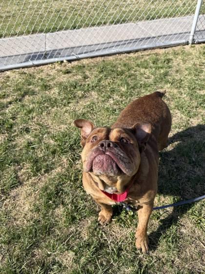 Enlarge Rose, a Adoptable mixed breed in Scottsbluff, NE image 1/3