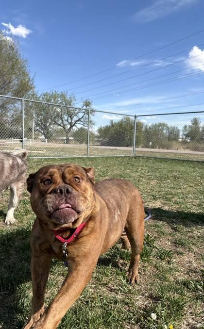 Enlarge Rose, a Adoptable mixed breed in Scottsbluff, NE image 2/3