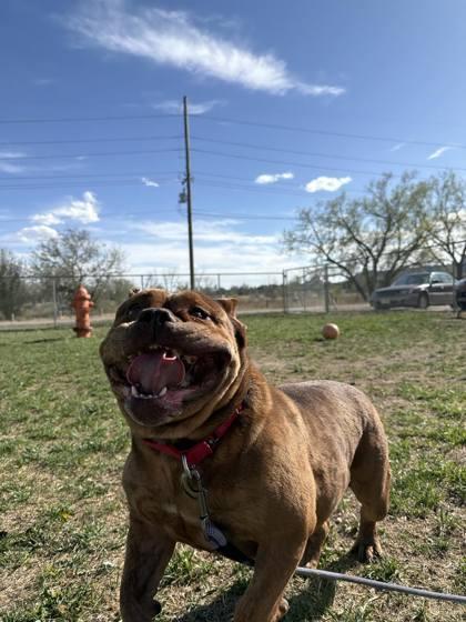 Enlarge Rose, a Adoptable mixed breed in Scottsbluff, NE image 3/3