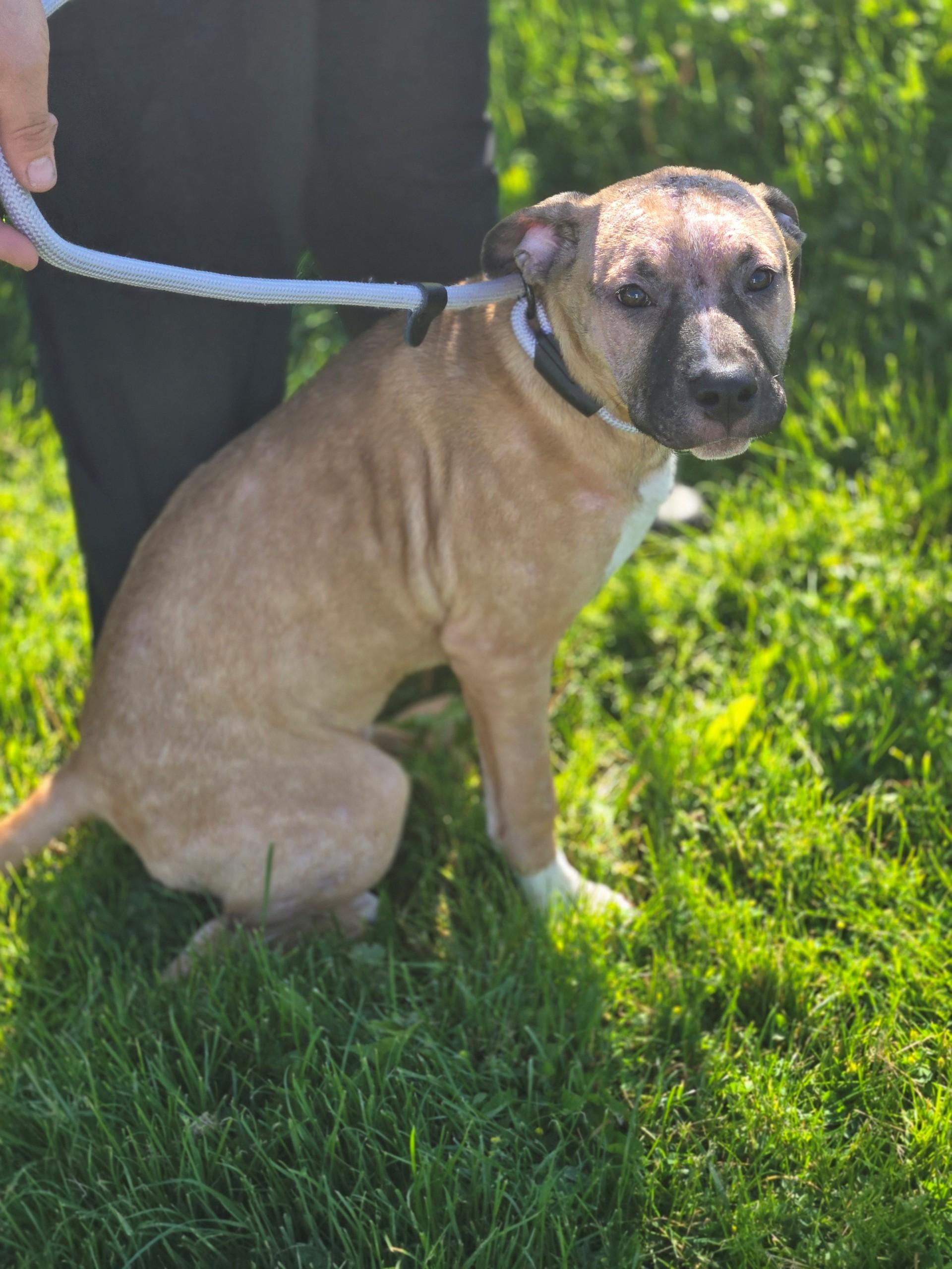 Enlarge Tango, an adoptable mixed breed in Hamilton, ON image 3/5
