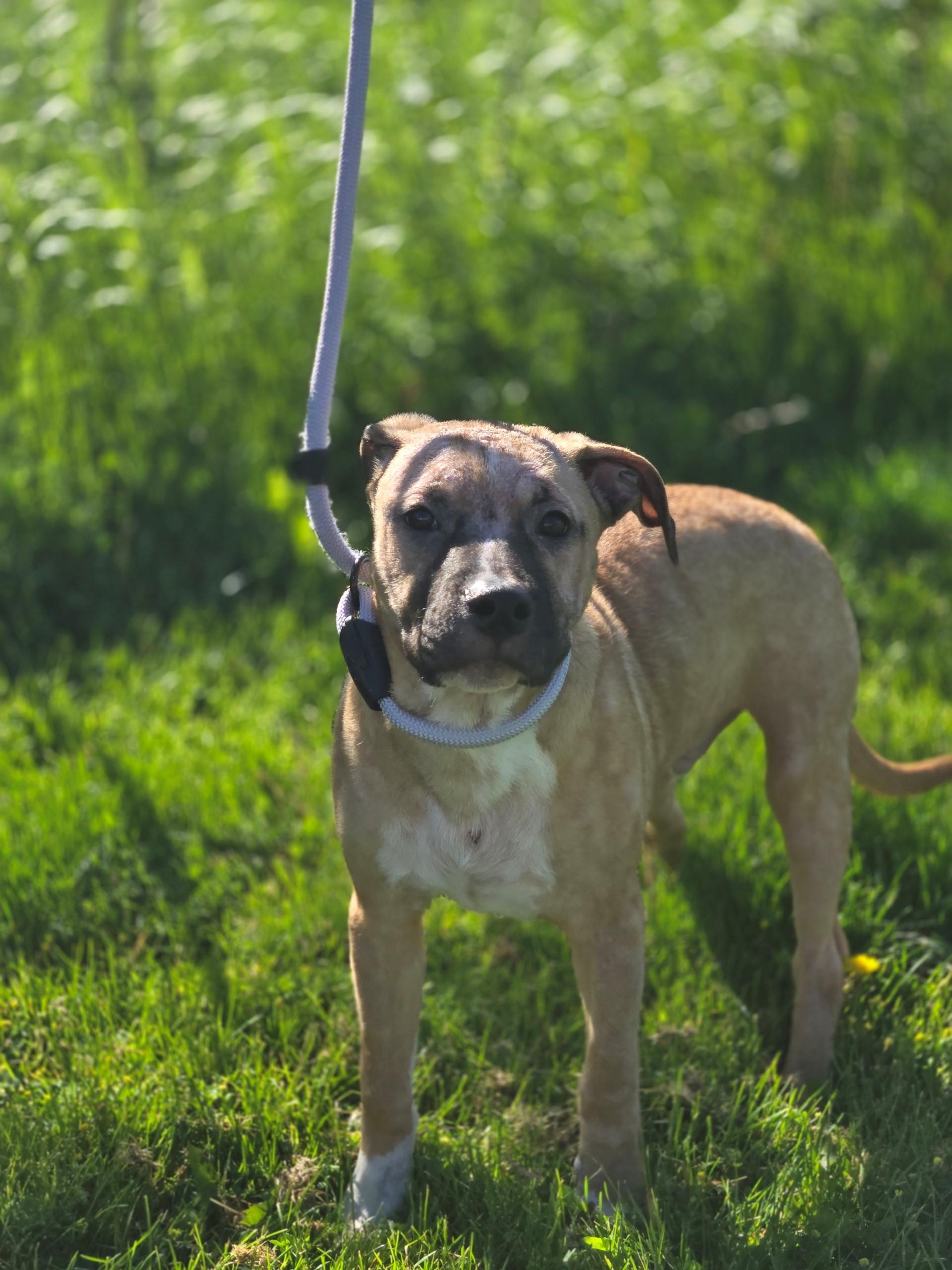 Enlarge Tango, an adoptable mixed breed in Hamilton, ON image 5/5