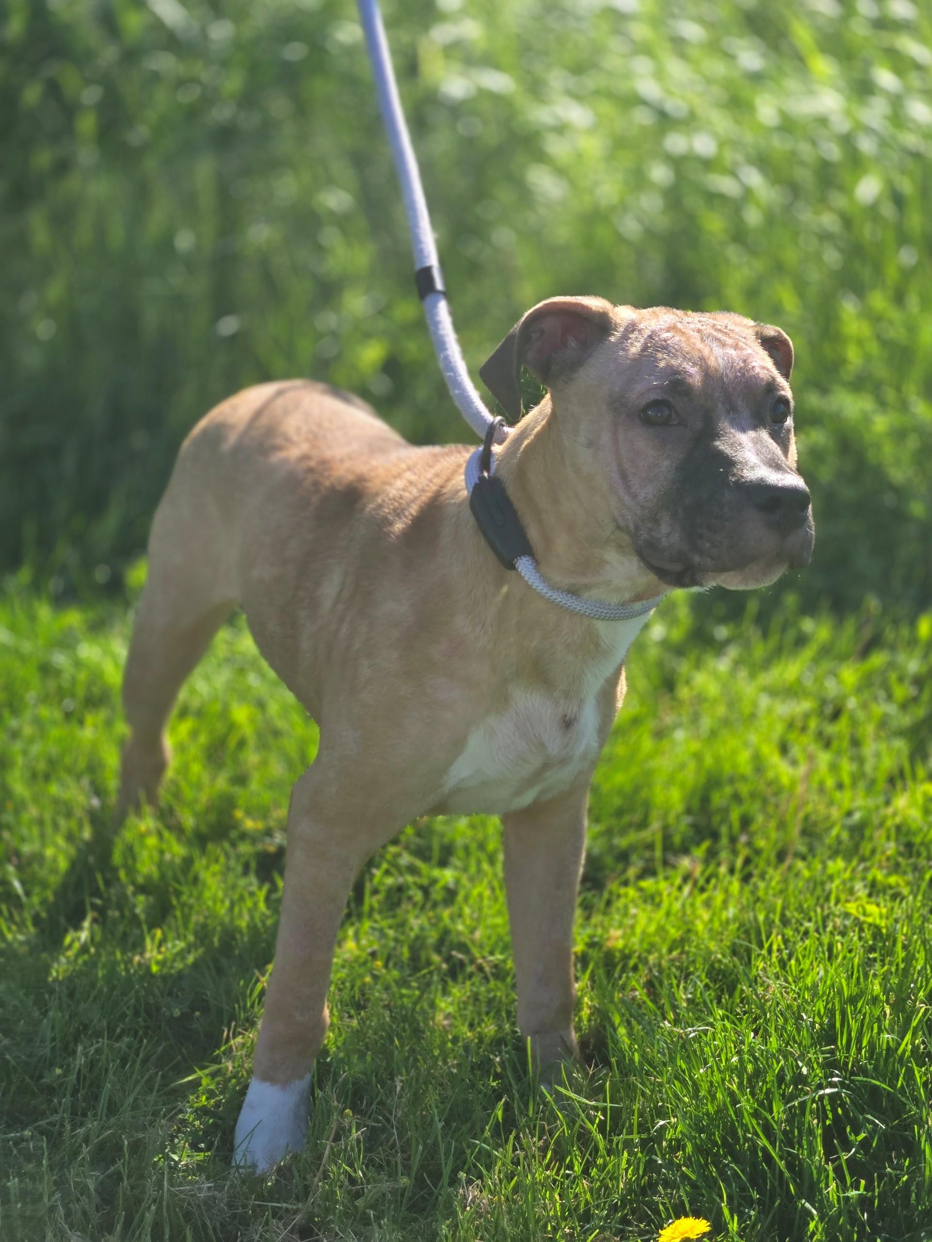 Enlarge Tango, an adoptable mixed breed in Hamilton, ON image 4/5