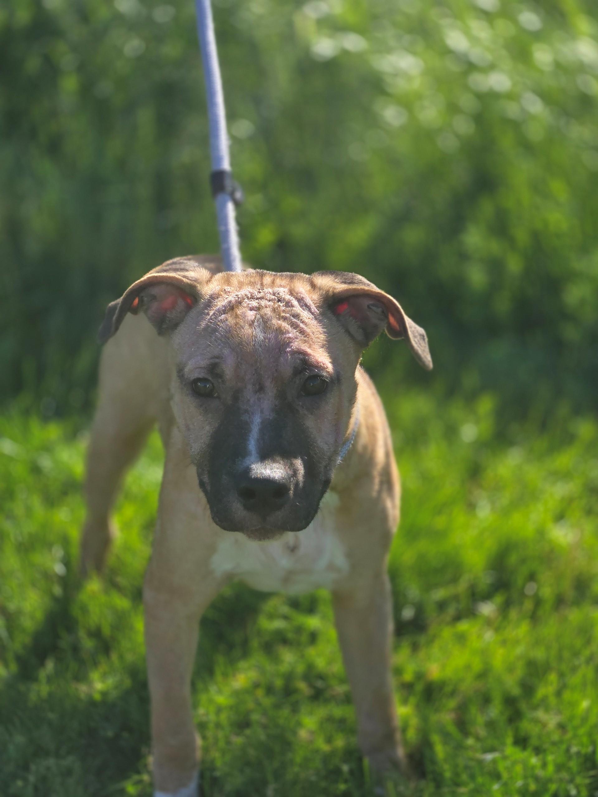 Enlarge Tango, an adoptable mixed breed in Hamilton, ON image 2/5