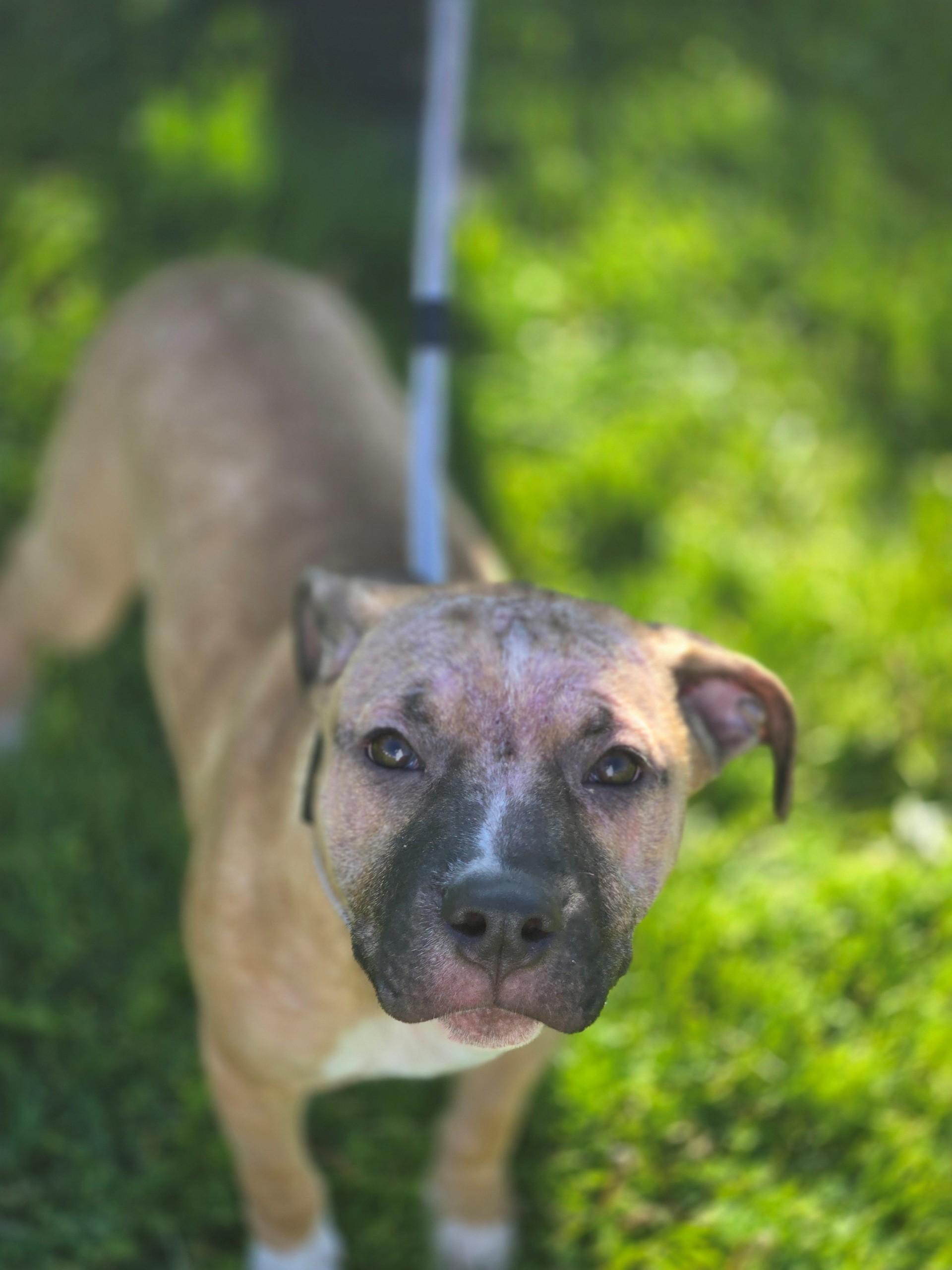 Tango, adoptable, Young Male Mastiff.