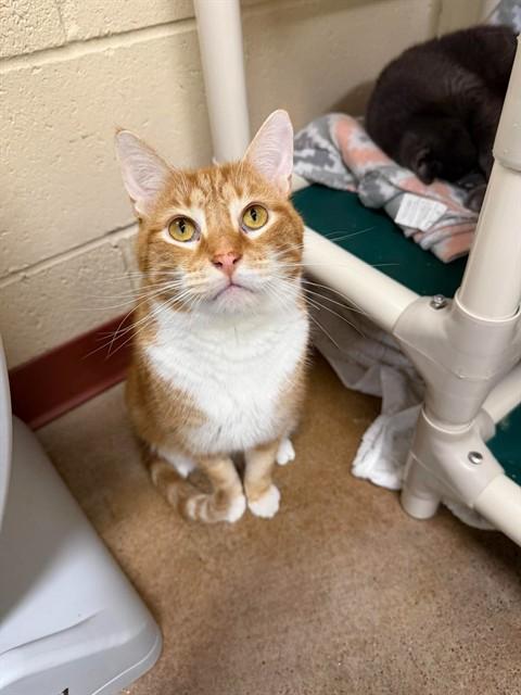 MILO, Adoptable, Adult Male Domestic Short Hair.