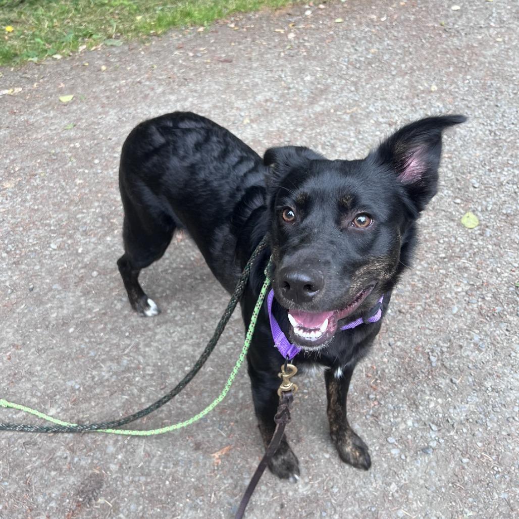 Enlarge Gypsy, a Adoptable mixed breed in Port Townsend, WA image 1/4