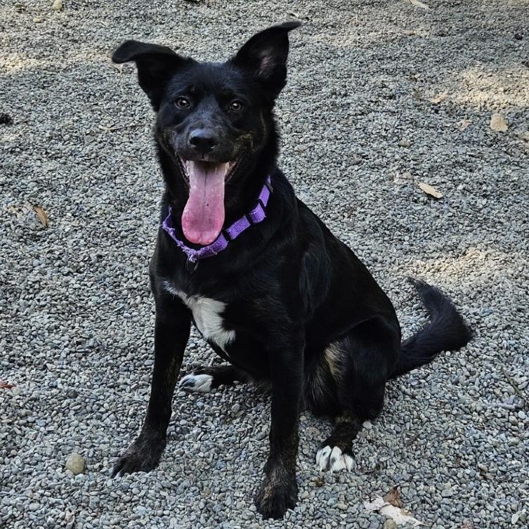 Enlarge Gypsy, a Adoptable mixed breed in Port Townsend, WA image 2/4