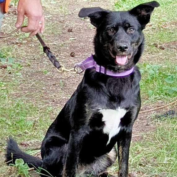 Enlarge Gypsy, a Adoptable mixed breed in Port Townsend, WA image 3/4