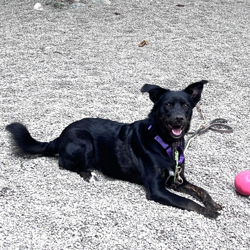 Enlarge Gypsy, a Adoptable mixed breed in Port Townsend, WA image 4/4