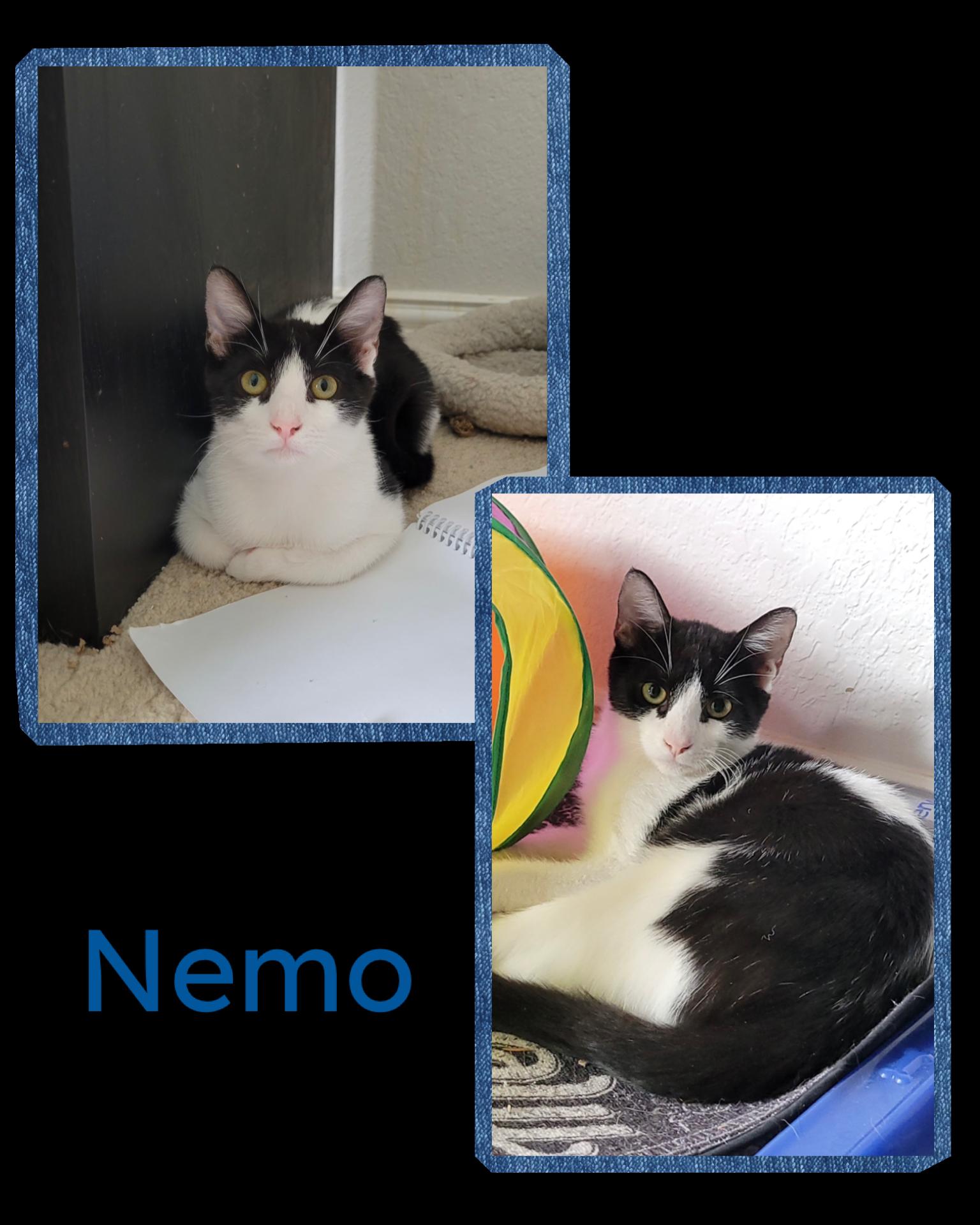 Enlarge Nemo, a Adoptable Domestic Short Hair in Fort Worth, TX image 1/1