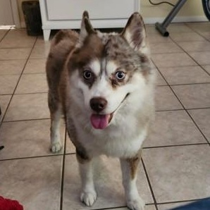 Akon, a Adoptable Pomsky in Palm Harbor, FL image 4/5
