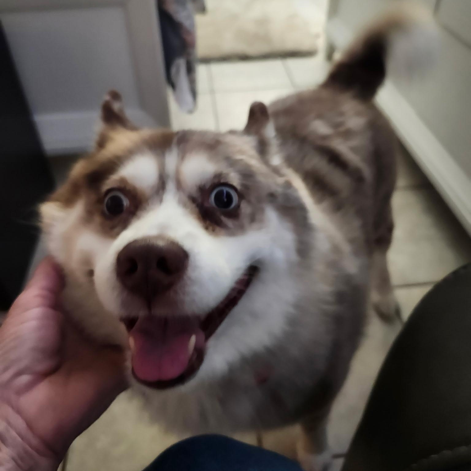 Akon, a Adoptable Pomsky in Palm Harbor, FL image 5/5