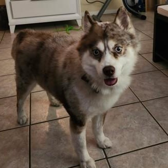 Akon, a Adoptable Pomsky in Palm Harbor, FL image 3/5
