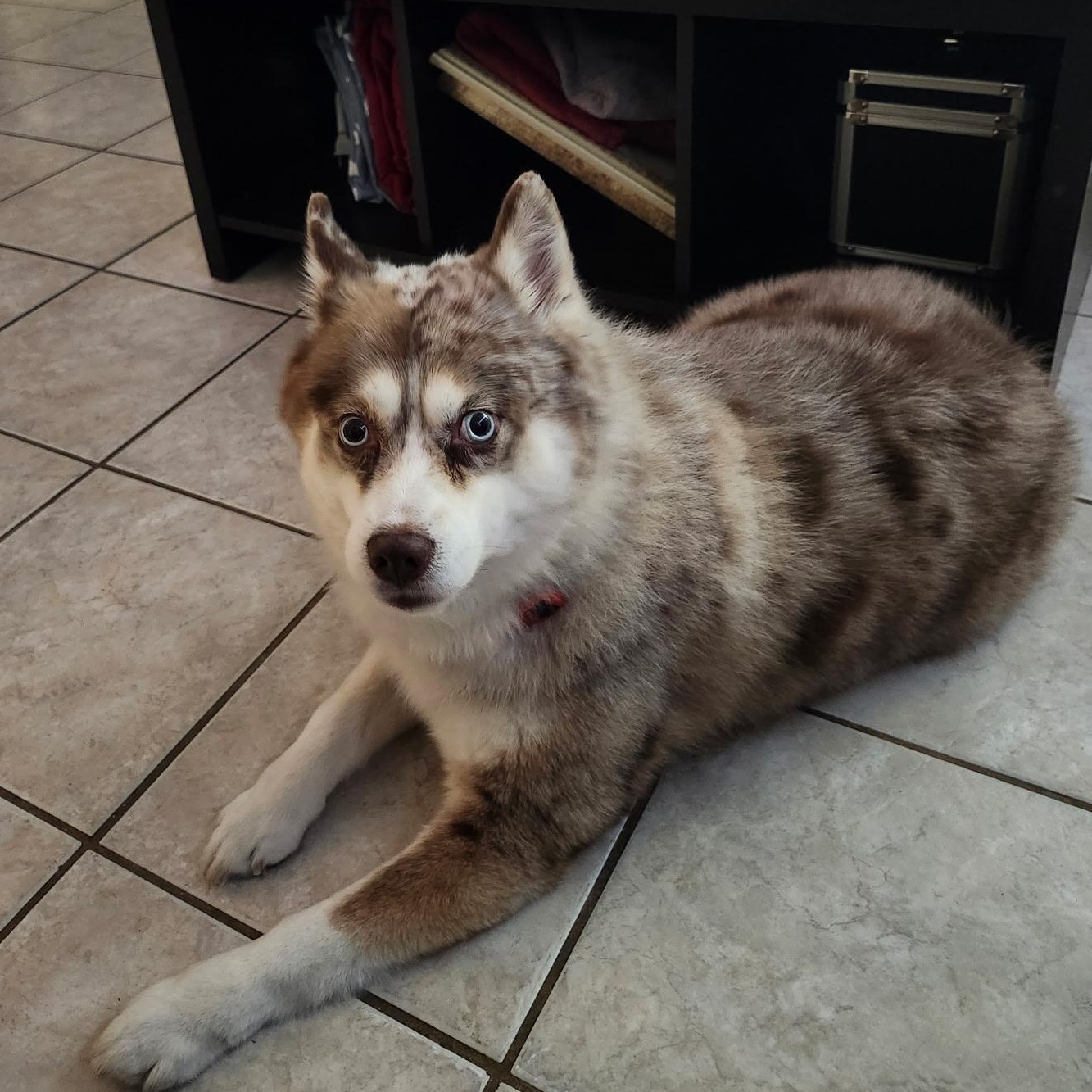 Akon, a Adoptable Pomsky in Palm Harbor, FL image 1/5