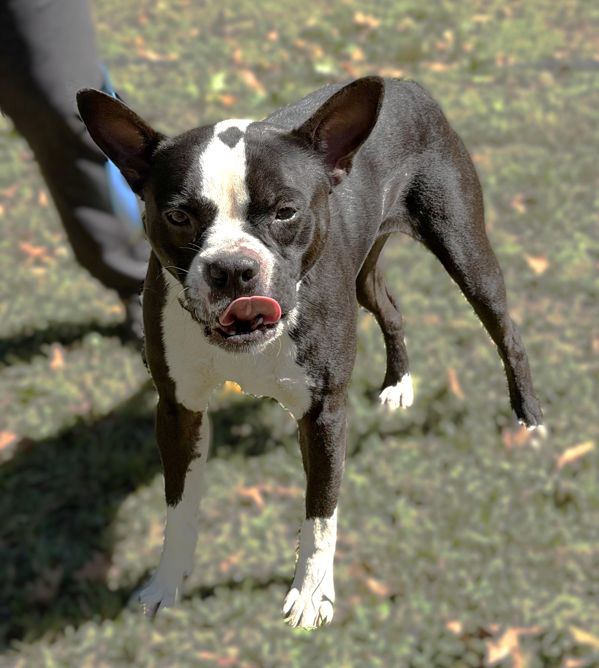 Enlarge Kai, a Adopted mixed breed in Slidell, LA image 2/2