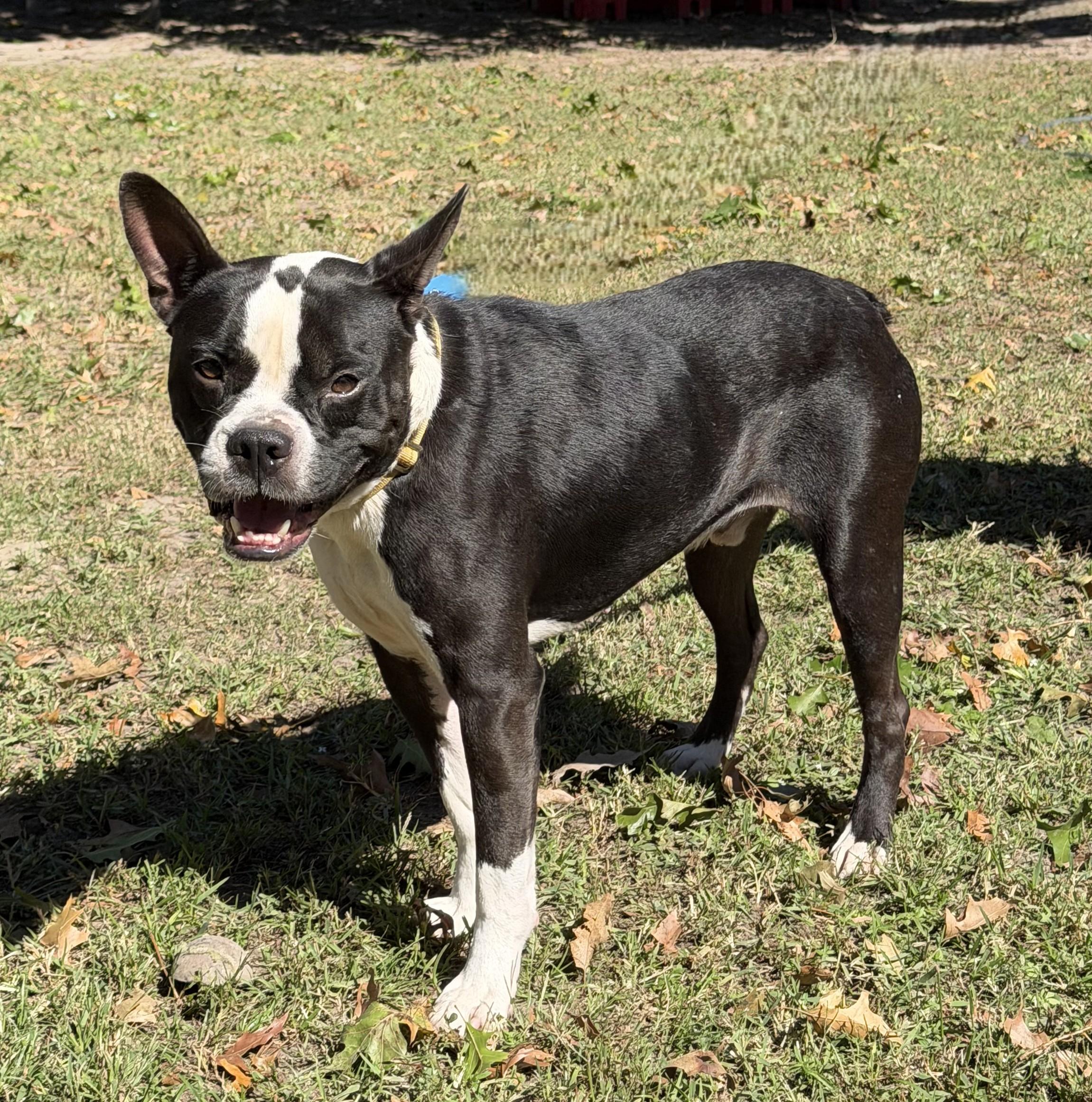 Enlarge Kai, a Adopted mixed breed in Slidell, LA image 1/2