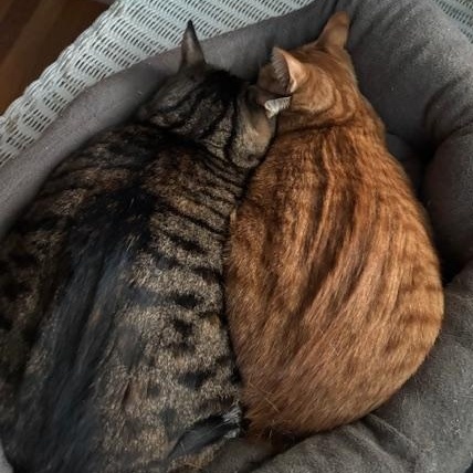 Stripey & Squash - Mom & Daughter Duo , Adoptable, Adult Female Domestic Short Hair.