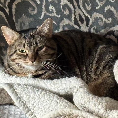 Enlarge Stripey & Squash - Mom & Daughter Duo , a Adoptable Domestic Short Hair in Braintree, MA image 1/6
