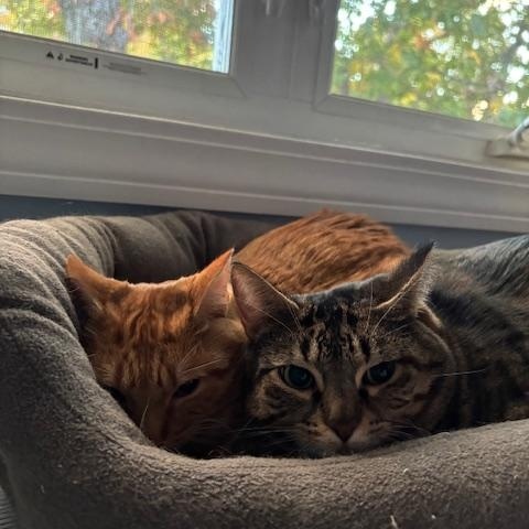 Enlarge Stripey & Squash - Mom & Daughter Duo , a Adoptable Domestic Short Hair in Braintree, MA image 3/6
