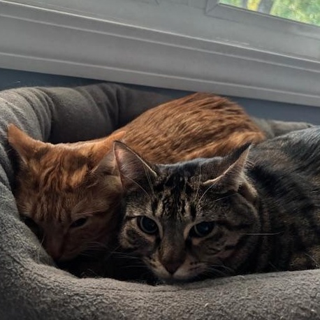 Enlarge Stripey & Squash - Mom & Daughter Duo , a Adoptable Domestic Short Hair in Braintree, MA image 2/6