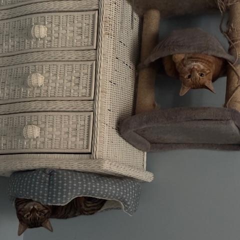 Enlarge Stripey & Squash - Mom & Daughter Duo , a Adoptable Domestic Short Hair in Braintree, MA image 4/6