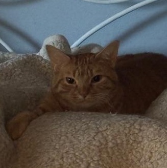 Enlarge Stripey & Squash - Mom & Daughter Duo , a Adoptable Domestic Short Hair in Braintree, MA image 6/6