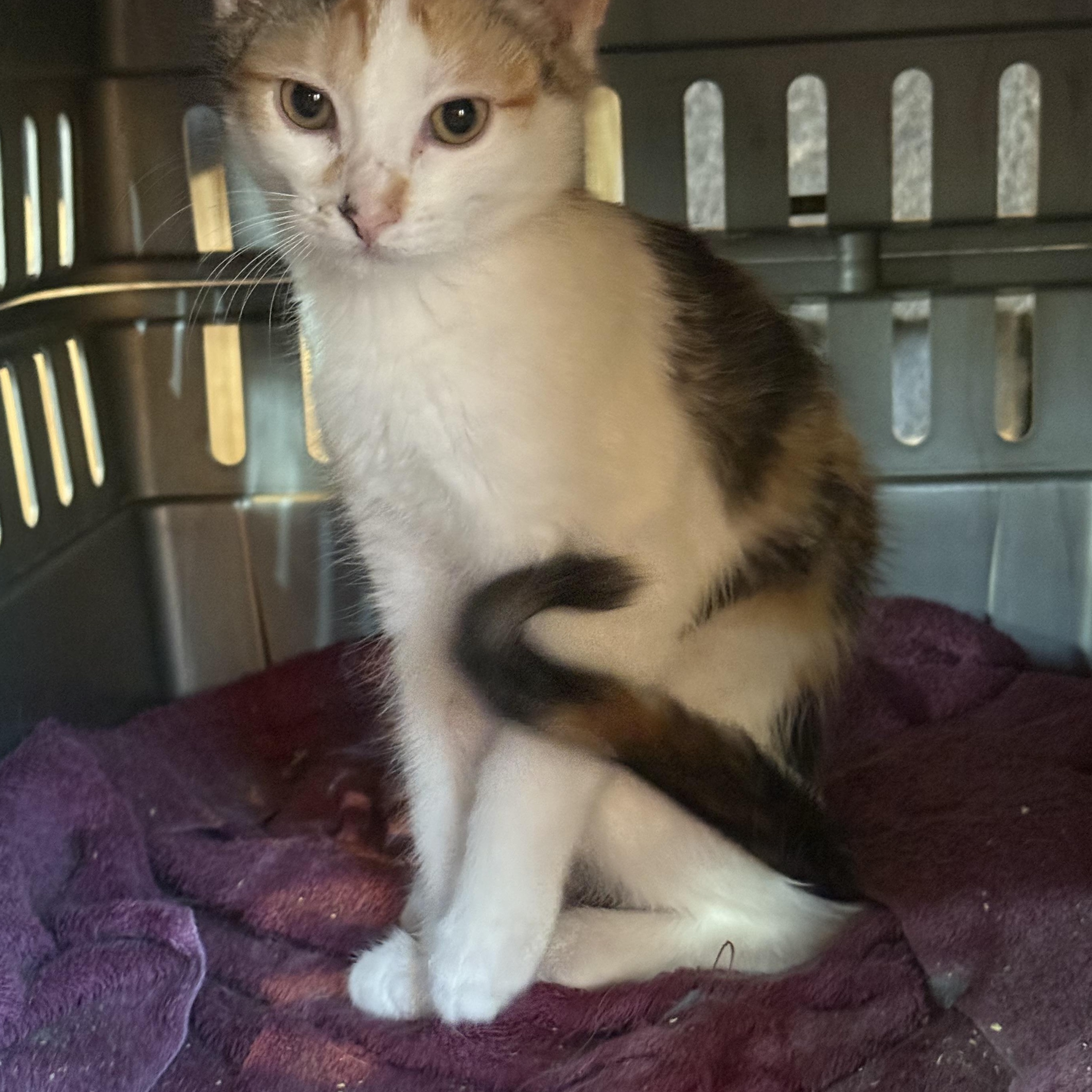 Venus, Adoptable, Young Female Domestic Short Hair.