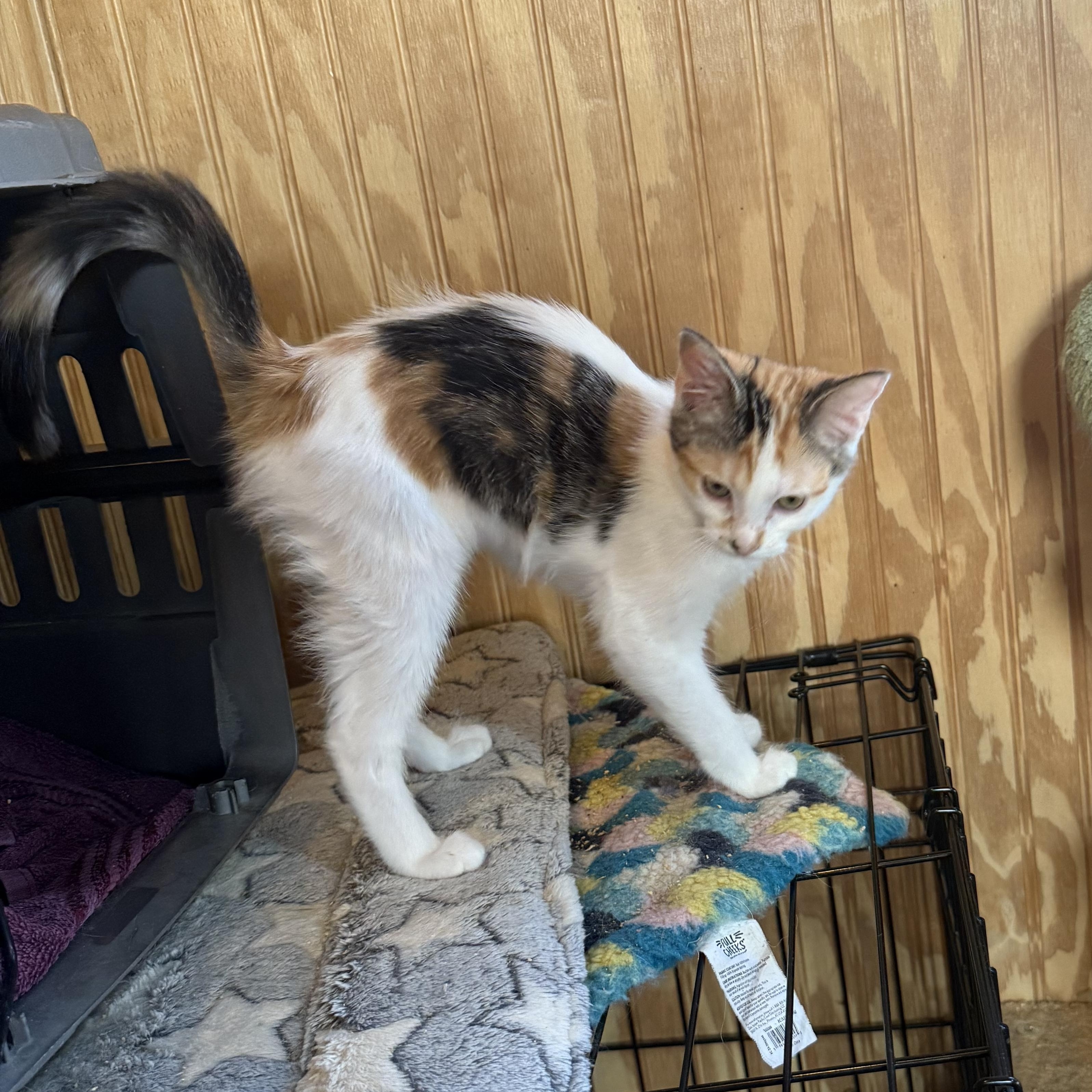 Venus, a Adoptable Domestic Short Hair in Anna, TX image 2/3