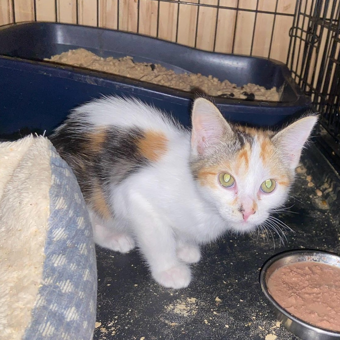 Venus, a Adoptable Domestic Short Hair in Anna, TX image 3/3