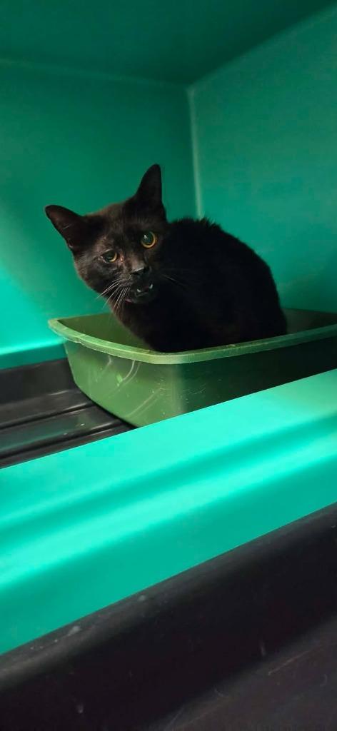 Piper, Adoptable, Adult Female Domestic Medium Hair.